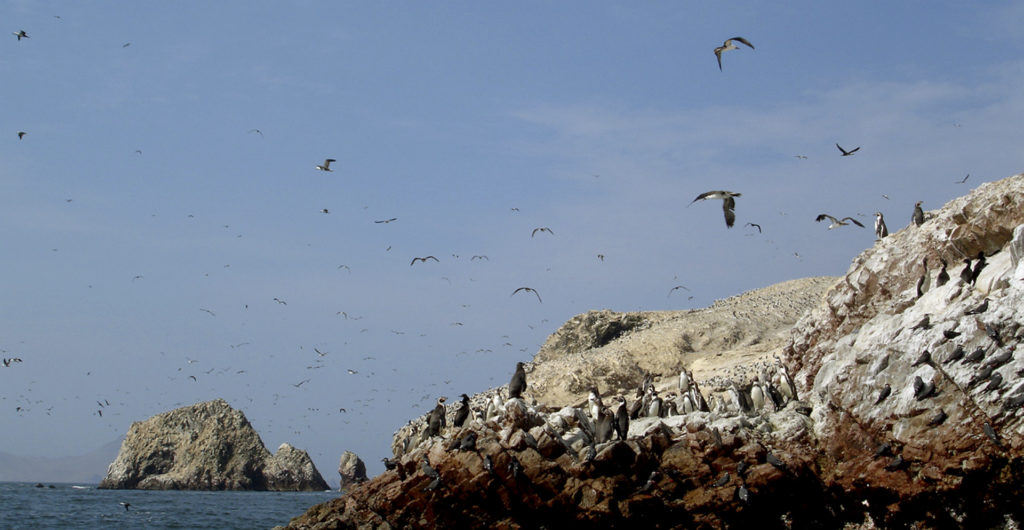 Bootsausflug zu den Ballestas Inseln