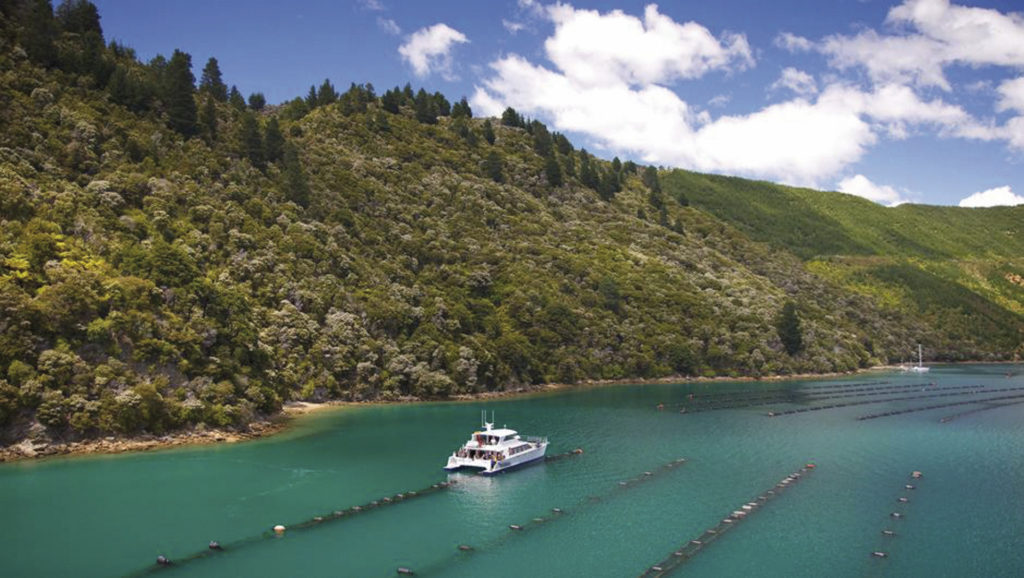 Greenshell Mussel Cruise