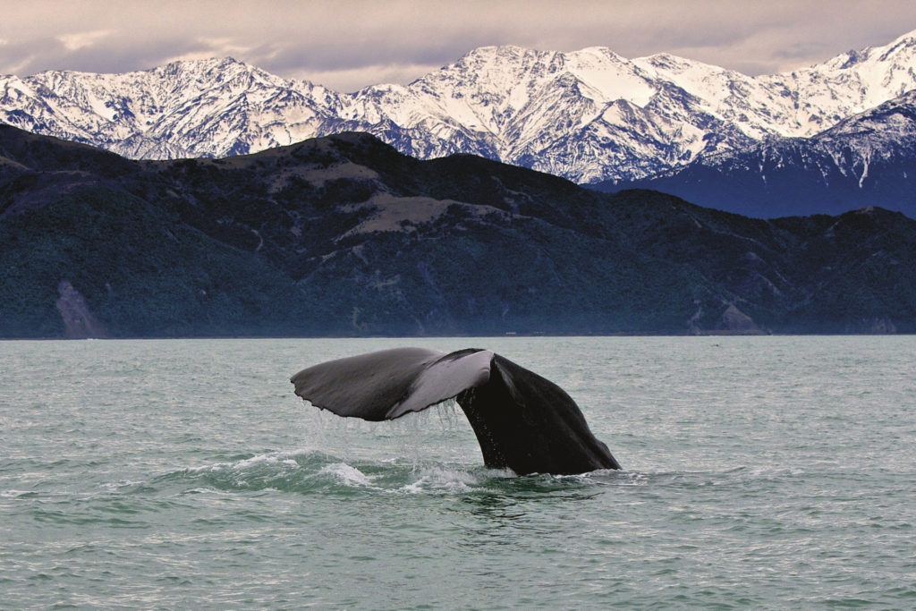 Walbeobachtung bei Kaikoura