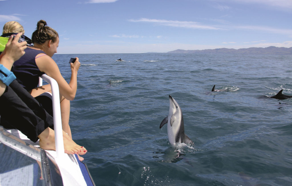 Schwimmen mit Delfinen