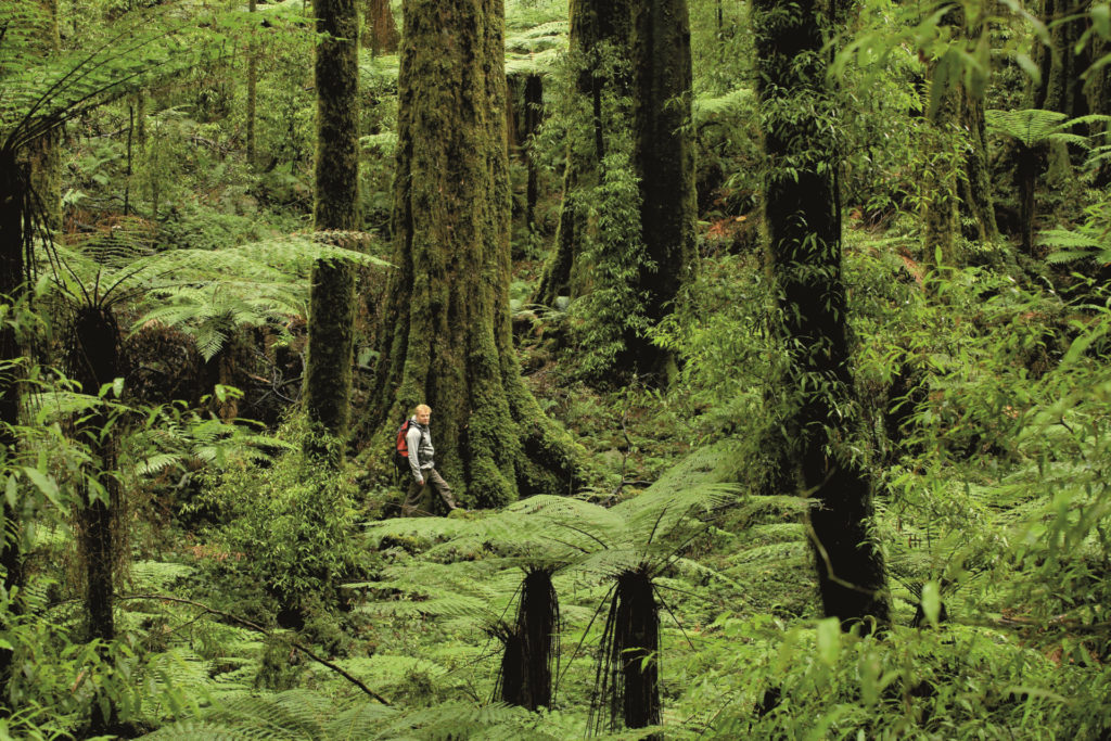 Whirinaki Forest