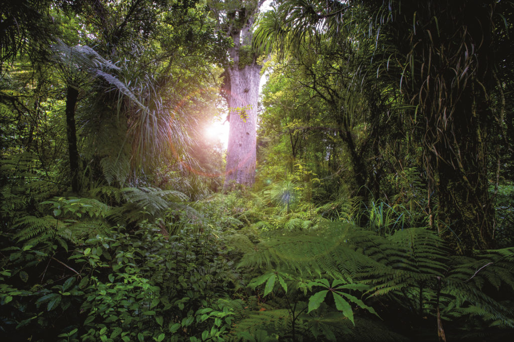 Waipoua Forest Encounter