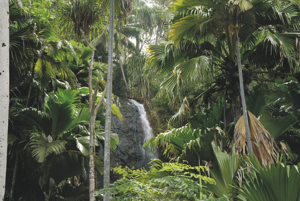 Vallée de Mai & Anse Lazio