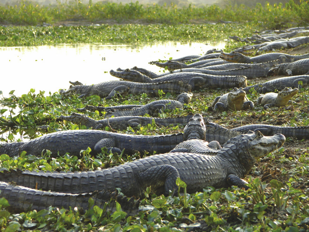 Naturreise Brasilien