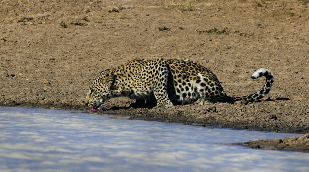 Namibias Wild- und Naturparks für Preisbewusste