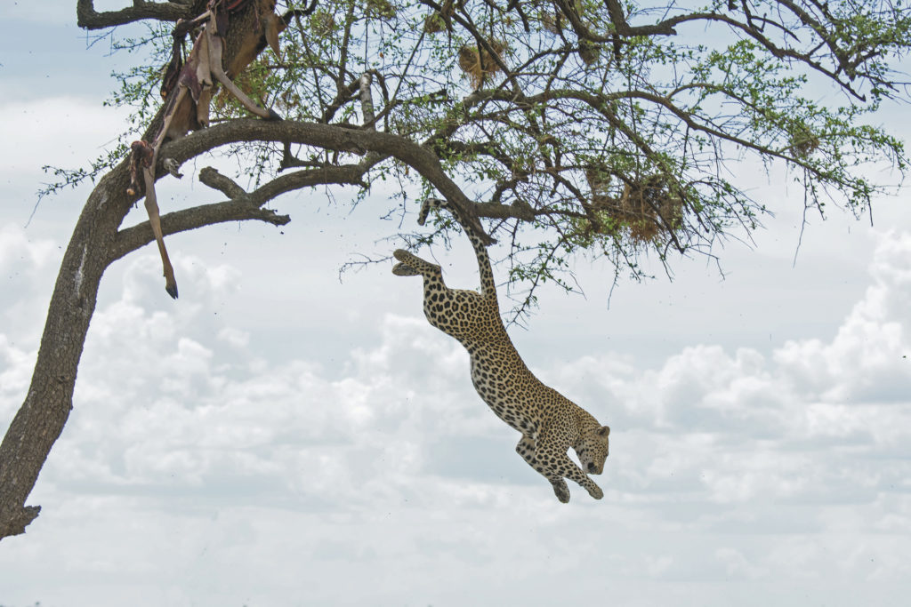 Wildnis zwischen Kilimanjaro und Serengeti