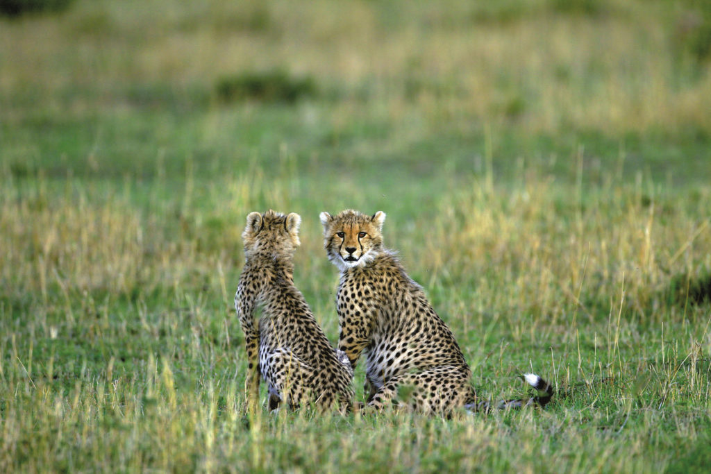 Familienspaß in Kenia