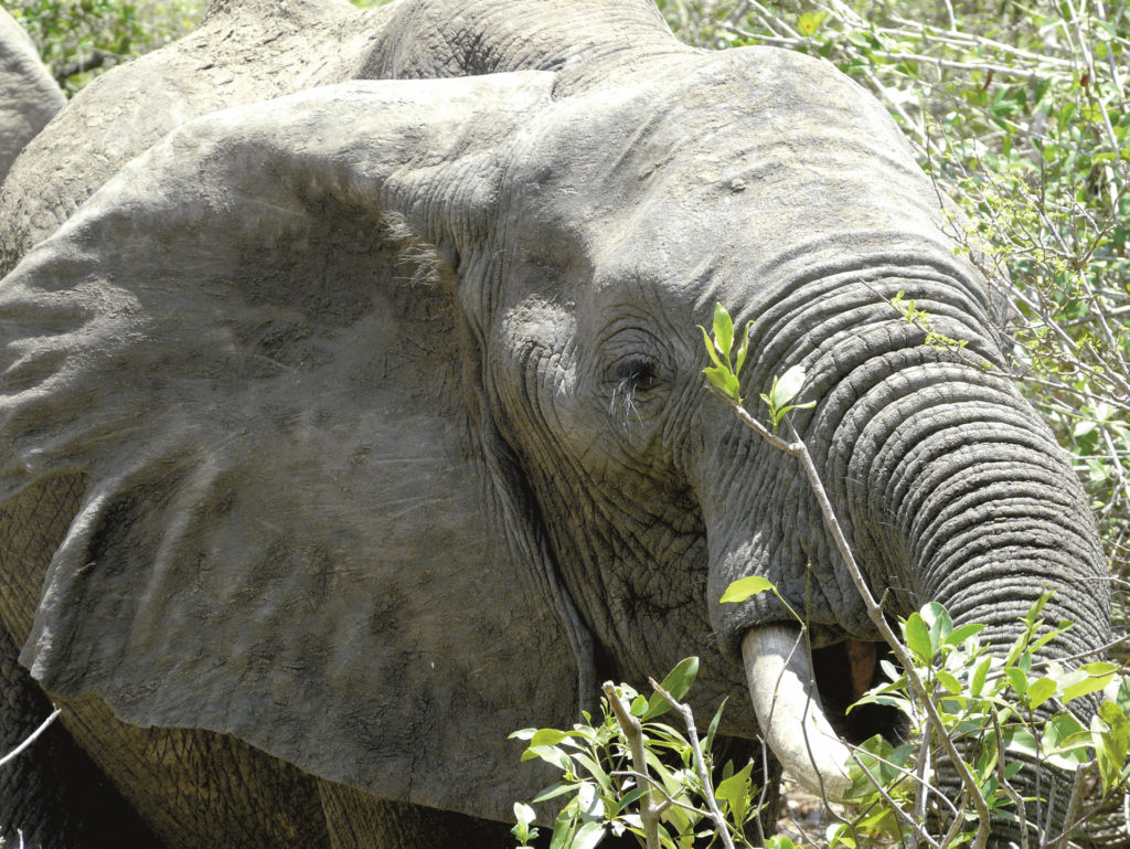 Nyerere Nationalpark