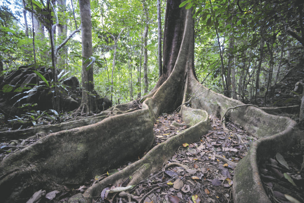 Masoala Trekking