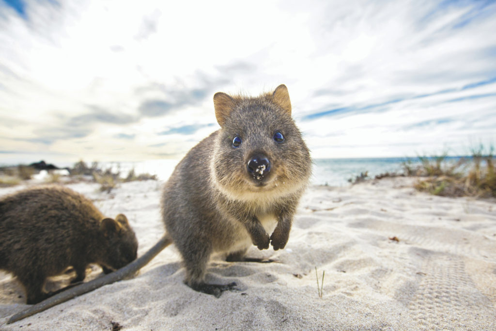 Rottnest Island