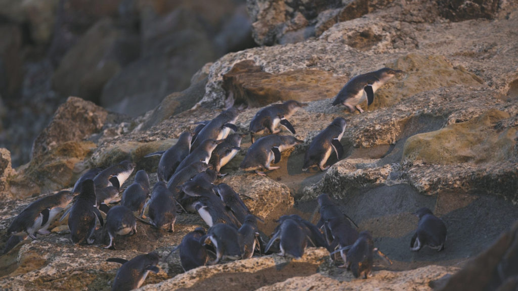 Blue Penguin Colony