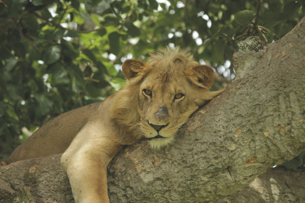 Uganda privat geführt entdecken