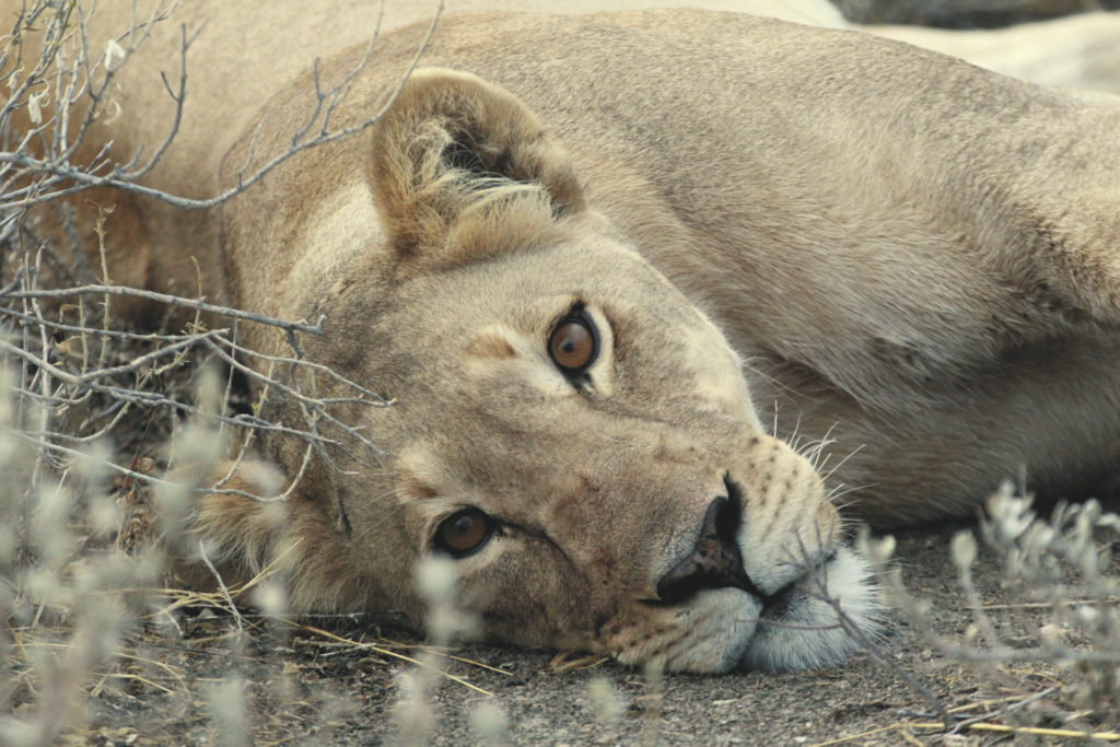 Allrad-Safari – Botswana für Könner und Kenner