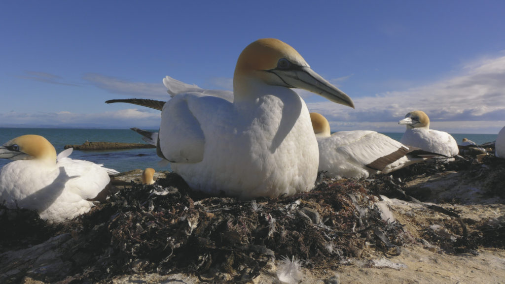 Gannet Safari