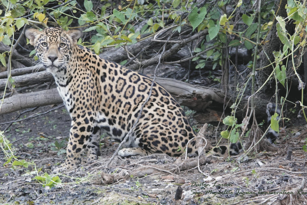 San Miguelito – Jaguar Conservation Ranch