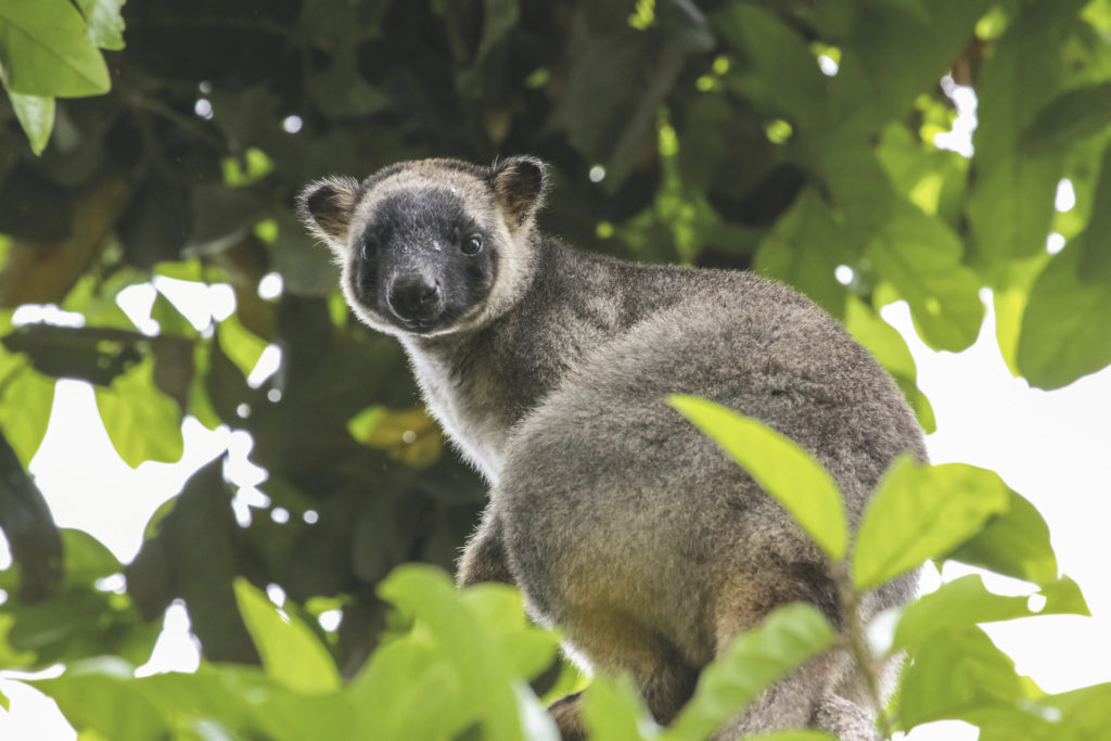 Australische Tiere im Regenwald erleben