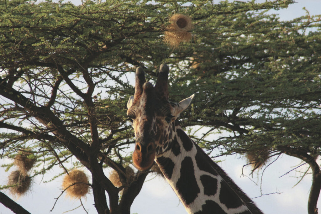 Samburu Simba Lodge