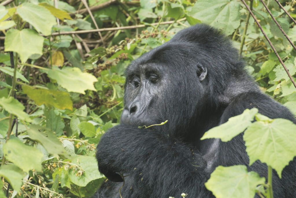 Uganda auf eigene Faust entdecken