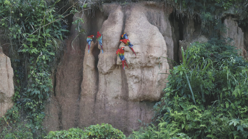 Tambopata Research Center