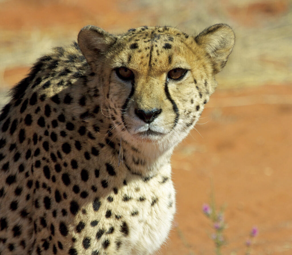 Namibia – Unter dem Kreuz des Südens