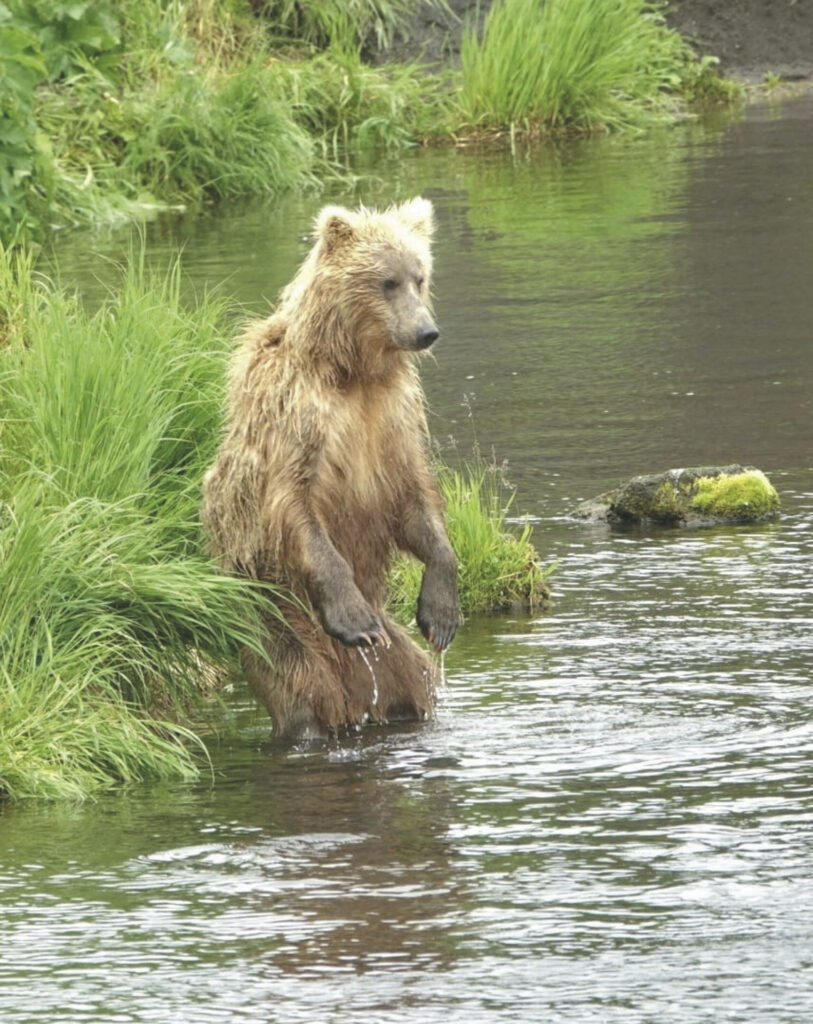 Höhepunkte in Alaska und im Yukon