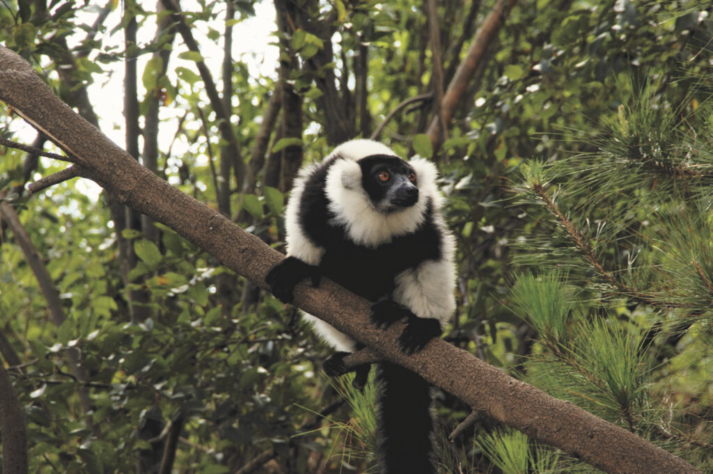 Facettenreiches Madagaskar