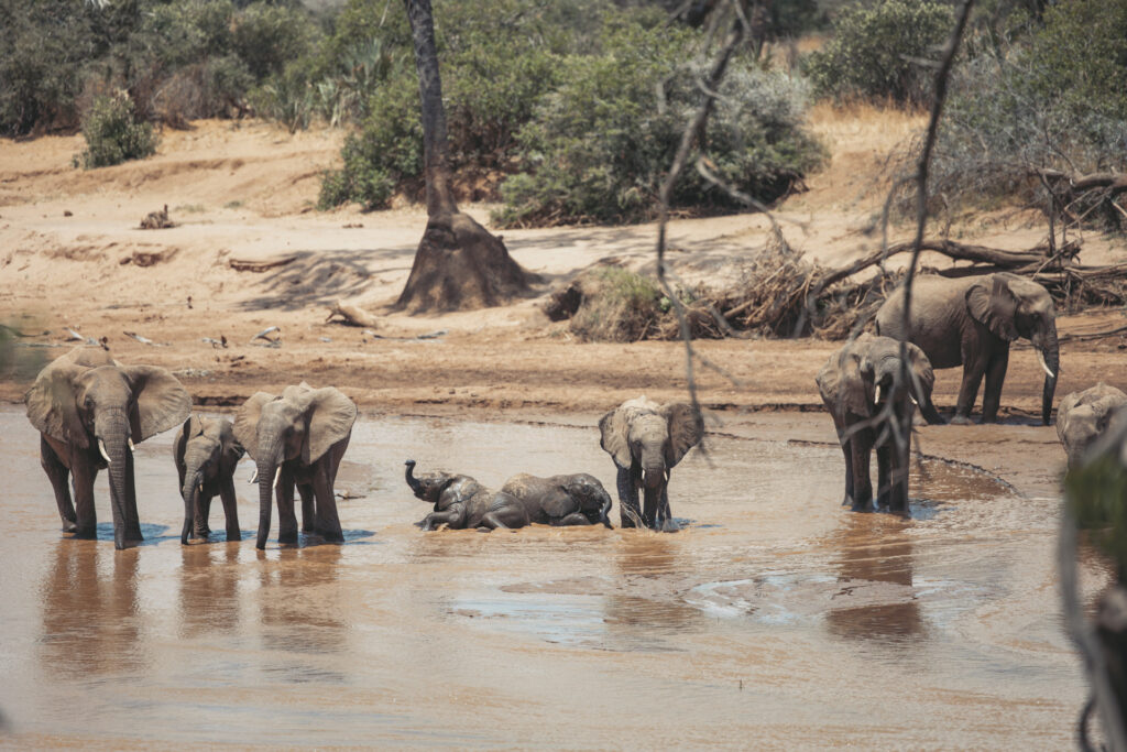 Exklusives Samburu und Masai Mara Erlebnis