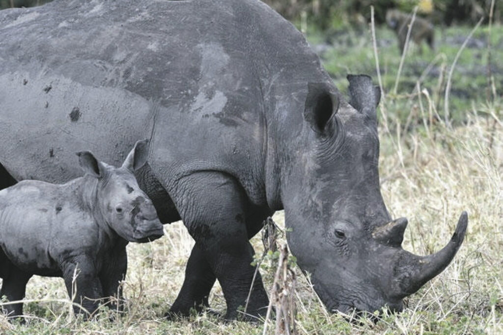 Kenias Diamant