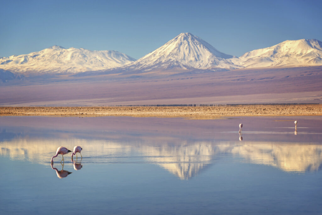 Salar de Atacama & Lagune Chaxa