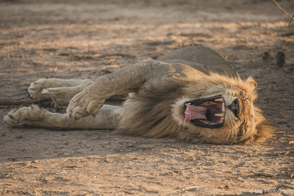 Flug-Safari South Luangwa & Lower Zambezi