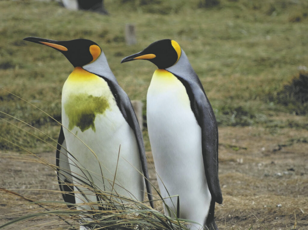 Südliches Patagonien & Königspinguine