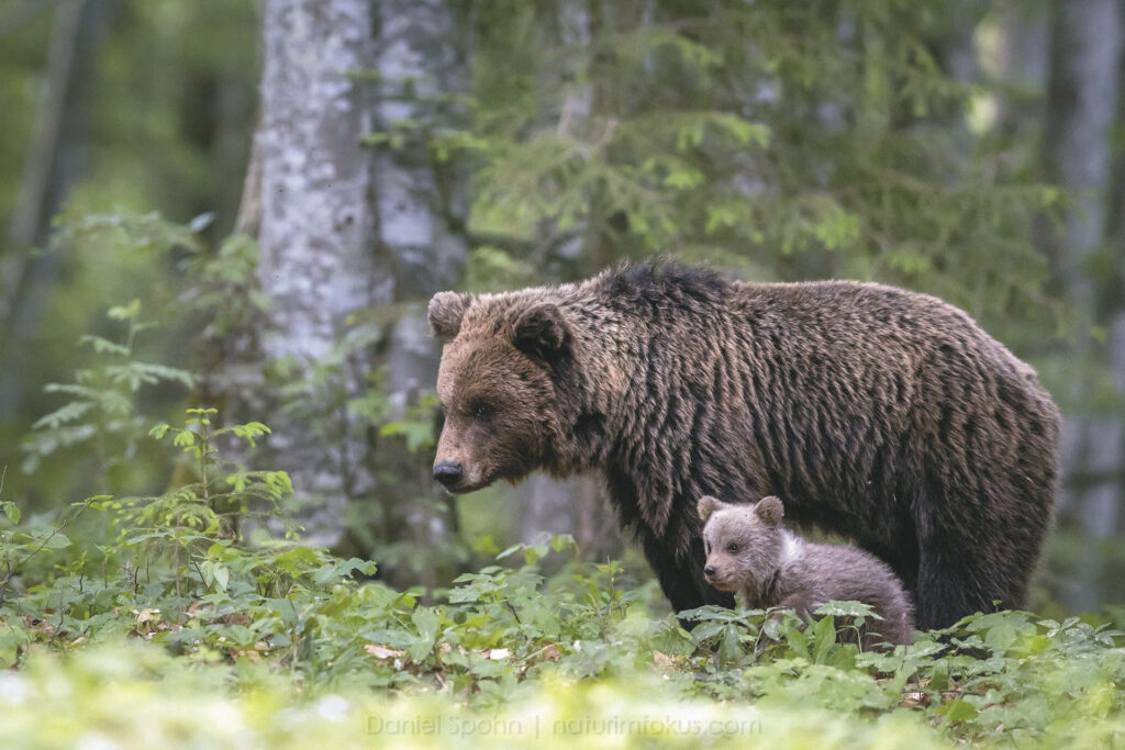 Fotoreise Slowenien – wild europe