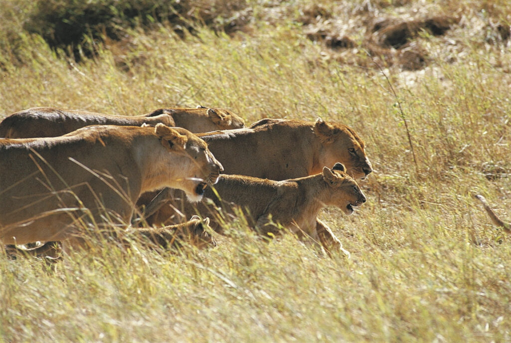 Safariabenteuer Tansania