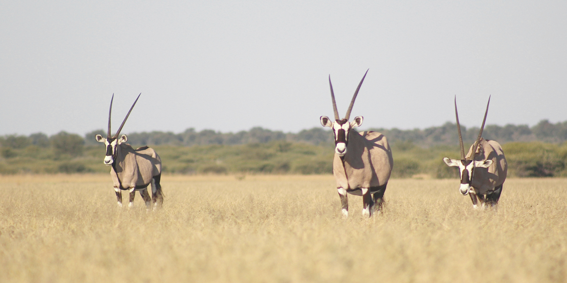 Kalahari Safari Intensiv