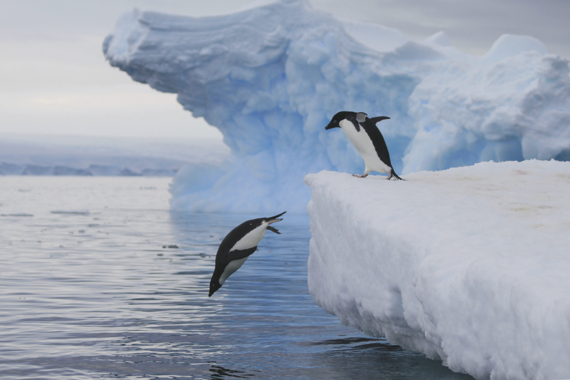 Expedition Rossmeer:Auf den Spuren von Scott & Shackleton