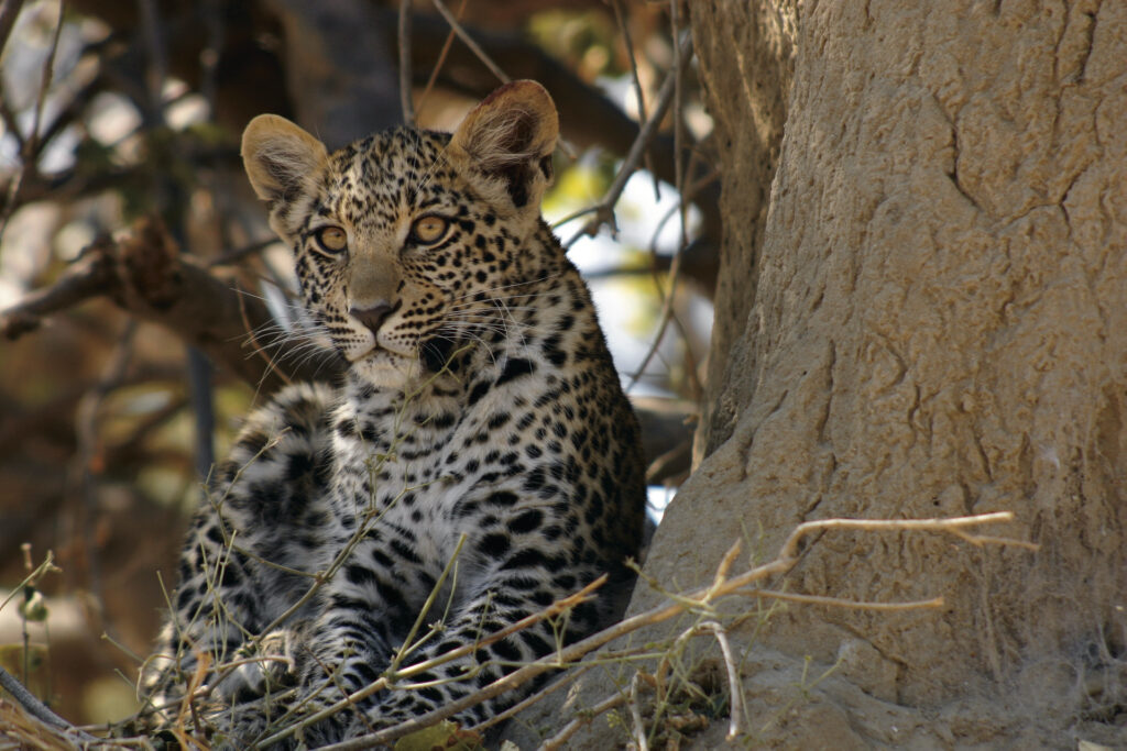 Leopardenbaby im Moremi Wildreservat, ©Alex Mazunga