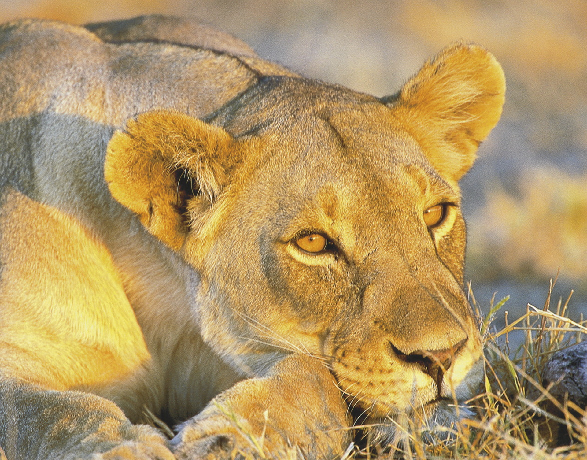 Namibia – atemberaubende Schönheit Afrikas