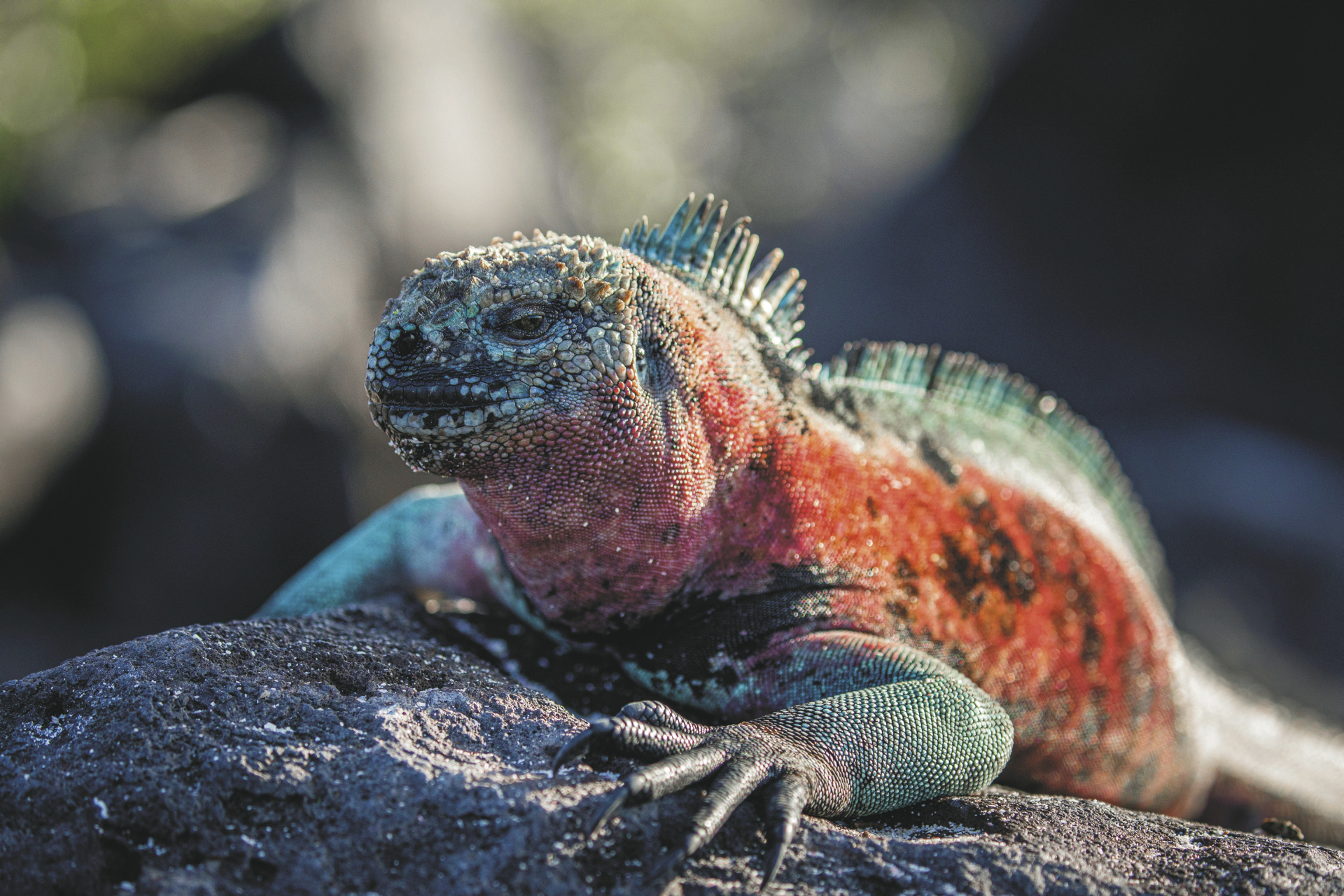 Naturspektakel Galapagos-Inseln