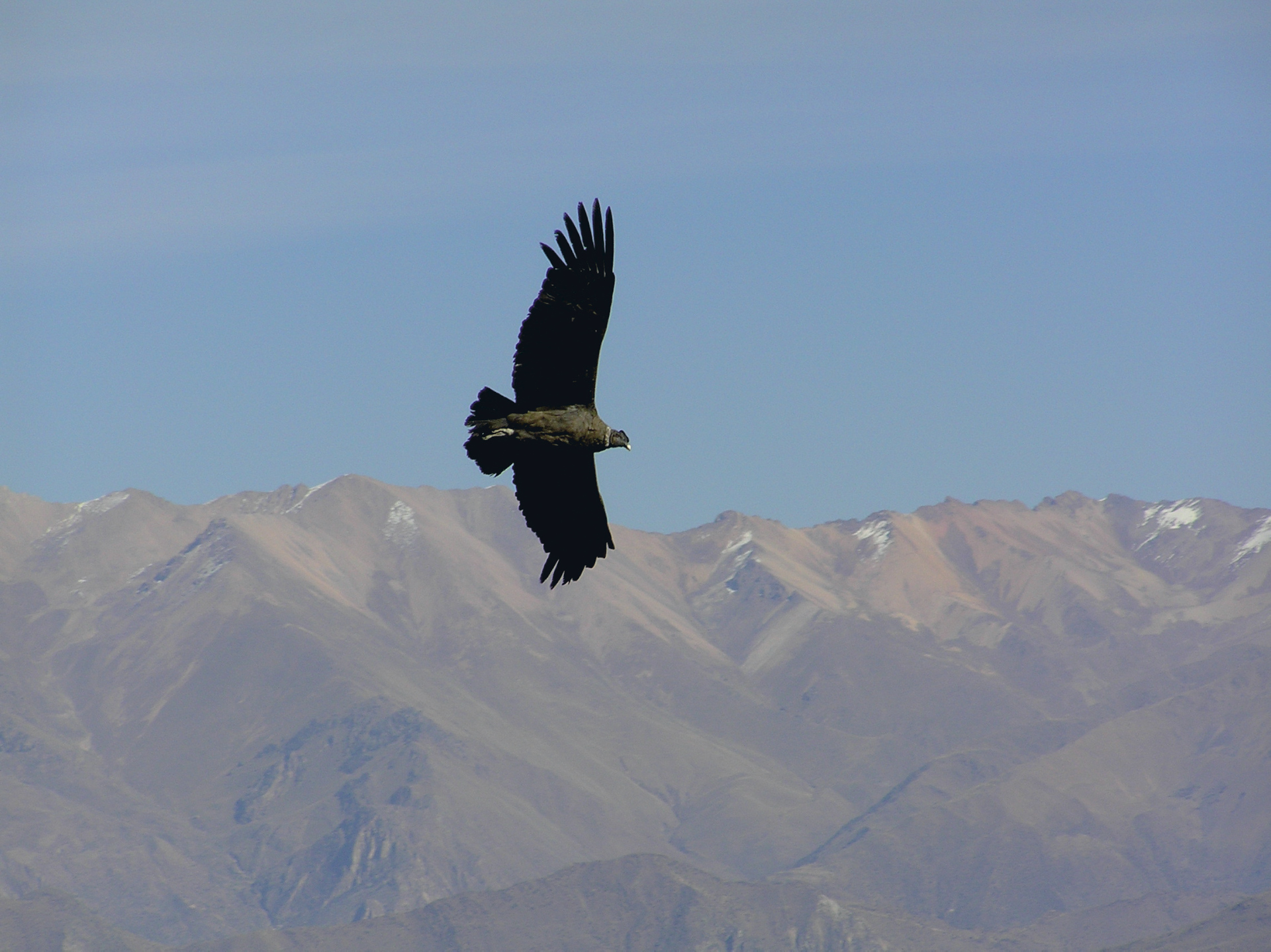 Arequipa, Colca Canyon und der Titicaca-See