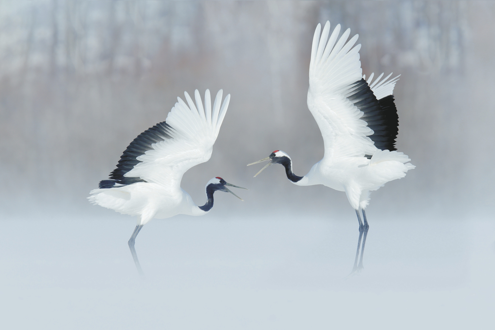 Kraniche auf Hokkaido