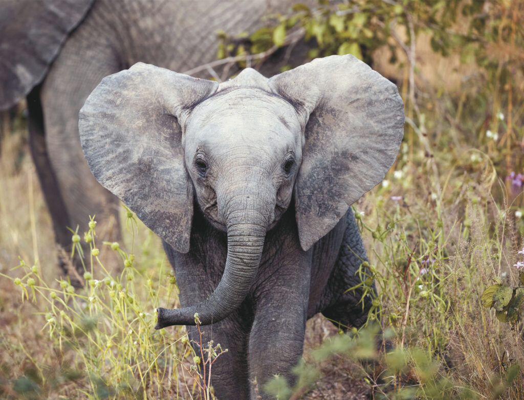 Unbekannte Tierparadiese Nyerere und Ruaha